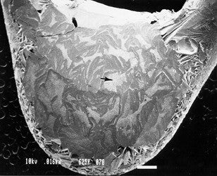 SEM Resolution Test Sample - Aluminum Tungsten Dendrite