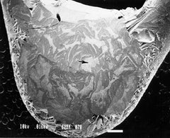 SEM Resolution Test Sample - Aluminum Tungsten Dendrite