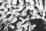 SEM Resolution Test Sample - Aluminum Tungsten Dendrite